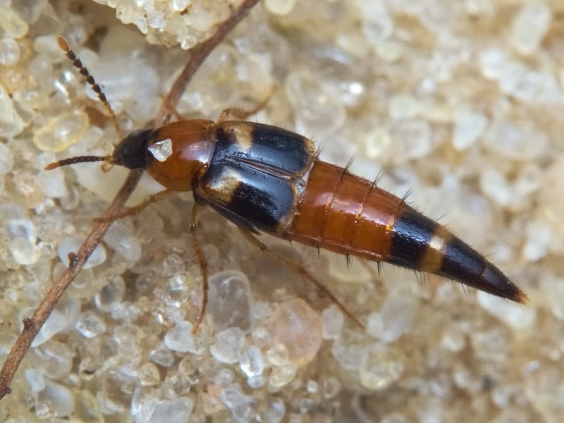 Lordithon lunulatus (Linnaeus, 1761)